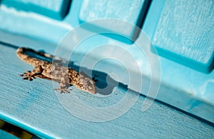 Adult Mediterranean house gecko Hemidactylus turcicus basks in the sun