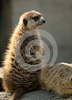 Adult meerkat sitting