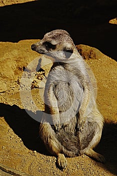 Dospělá surikata (suricate, suricata suricatta) sedící na písečné zemi při pohledu doprava