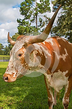 Adult miniature Texas longhorn cow