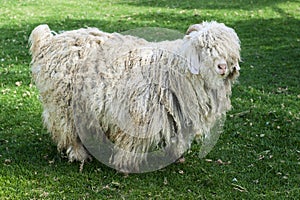 An adult mohair goat on pasture photo