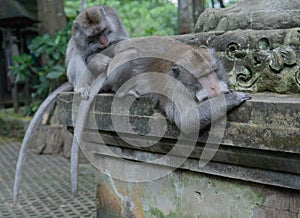 Adult Money grooms another adult monkey