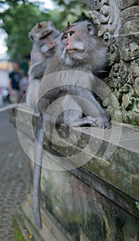 Adult Money grooms another adult monkey