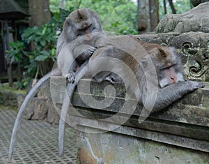 Adult Money grooms another adult monkey in Monkey Sanctuary