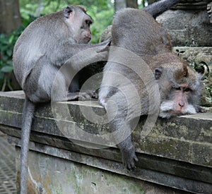 Adult Money grooms and inspects another adult monkey