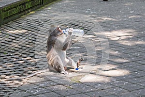 An adult monkey drinking out of a water bottle