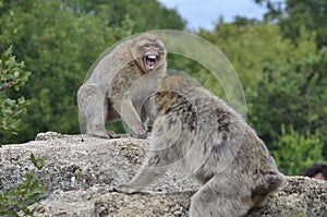 Adult monkey reserve wild mortal kombat