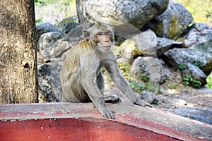 Adult monkey sit in temple