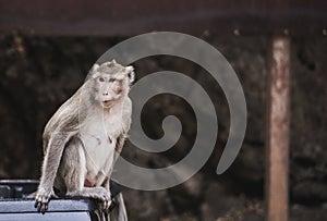 Adult monkey sitting on car in natural forest and looking to something,Animal wildlife