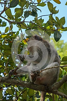 Adult monkey sitting on a tree branch in Ubud Sacred Monkey Fore