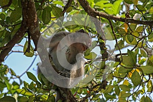 Adult monkey sitting on a tree branch in Ubud Sacred Monkey Fore