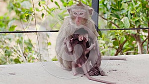 Adult Monkey Sitting on Walkway with Monkey Cubs, two Little Baby Monkeys in Zoo