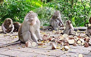 Adult monkeys sit and eat in the forest. Monkey Forest, Ubud, Bali, Indonesia