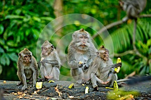 Adult monkeys sits and eating banana fruit in the forest.