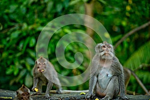 Adult monkeys sits and eating banana fruit in the forest.