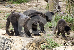 Adult monkeys sits and eating banana fruit in the forest. Monkey forest, Ubud, Bali, Indonesia.