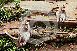 Adult monkeys sits and eating banana fruit in the forest. Monkey forest, Ubud, Bali, Indonesia.