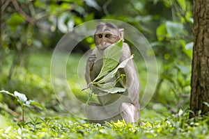 Adult monkeys sits and eating  tree leaf in the forest showing emotions to other monkey Sanjay Gandhi National Park  Mumbai  Mahar