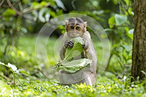 Adult monkeys sits and eating  tree leaf in the forest showing emotions to other monkey Sanjay Gandhi National Park  Mumbai  Mahar