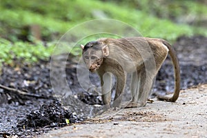 Adult monkeys sits and eating  tree leaf in the forest showing emotions to other monkey Sanjay Gandhi National Park  Mumbai  Mahar