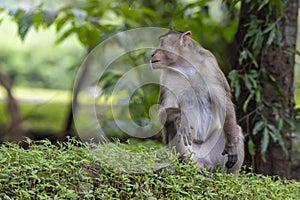 Adult monkeys sits and eating  tree leaf in the forest showing emotions to other monkey Sanjay Gandhi National Park  Mumbai  Mahar