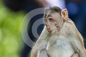 Adult monkeys sits and eating  tree leaf in the forest showing emotions to other monkey Sanjay Gandhi National Park  Mumbai  Mahar