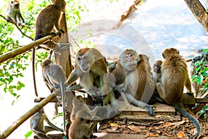 adult monkeys and young on the trail in Thayland, Krabi