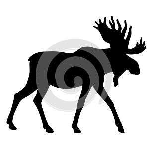 Adult moose go black silhouette