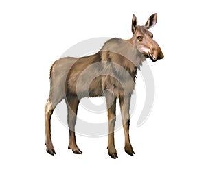 Adult moose without horns, Isolated on white