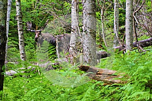 Adult moose with large velvet rack