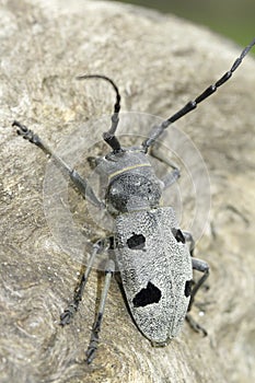 An adult of Morimus funereus, longhorn beetles