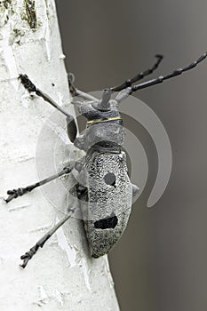 An adult of Morimus funereus, longhorn beetles