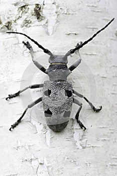 An adult of Morimus funereus longhorn beetles