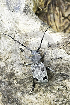 An adult of Morimus funereus, longhorn beetles