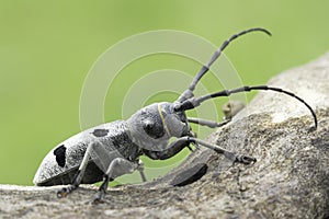 An adult of Morimus funereus, longhorn beetles