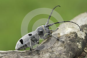 An adult of Morimus funereus, longhorn beetles