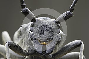 An adult of Morimus funereus, longhorn beetles