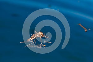 Adult mosquito over water - newborn insect diptera fly