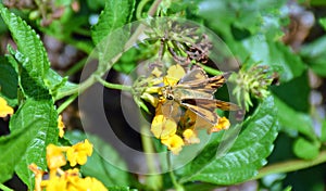 Adult moth (Epargyreus species?) on yellow lantana flower