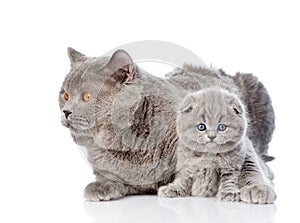 Adult mother cat hugging a newborn kitten. isolated on white