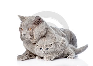 Adult mother cat hugging a newborn kitten. isolated on white