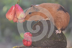 An adult mother guinea pig eating a pink Malay apple.