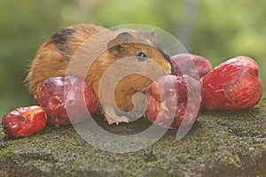 An adult mother guinea pig eating a pink Malay apple.