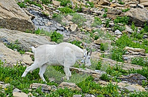 Adult Mountain Goat feeds off green grass.