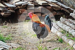 Adult multicolor rooster standing on farmyard