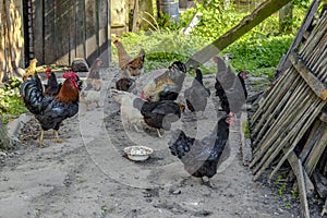 Adult multicolored hens and roosters eat grain in the yard of a rural house. A flock of free-range domestic chickens close-up on a
