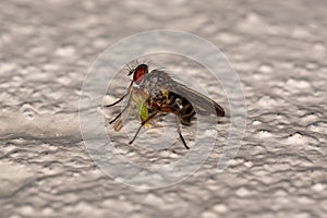 Adult Muscoid Fly preying on a Adult Non-biting Midge