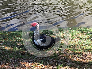 Adult Muscovy Duck, Clearwater, Florida, USA