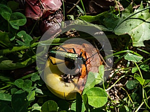 Adult musk beetle (Aromia moschata) with long antennae and coppery and greenish metallic tint on half rotten apple