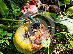 Adult musk beetle (Aromia moschata) with very long antennae and coppery and greenish metallic tint